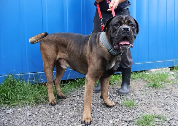 Znaleziono psa, Łódź, 22 czerwca 2025 (2/5)