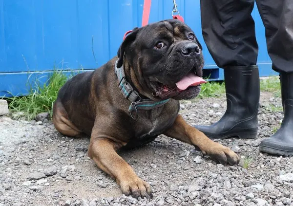 Znaleziono psa, Łódź, 22 czerwca 2025 (3/5)