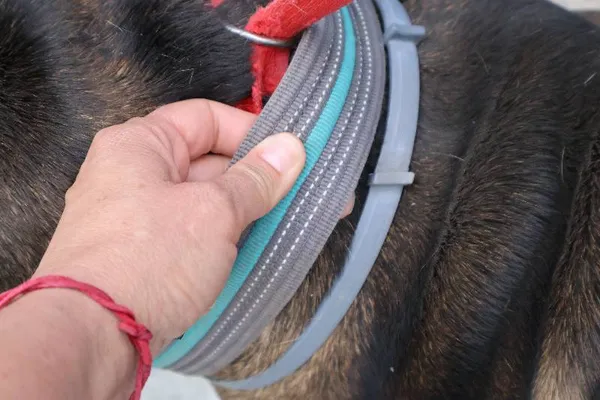 Znaleziono psa, Łódź, 22 czerwca 2025 (4/5)