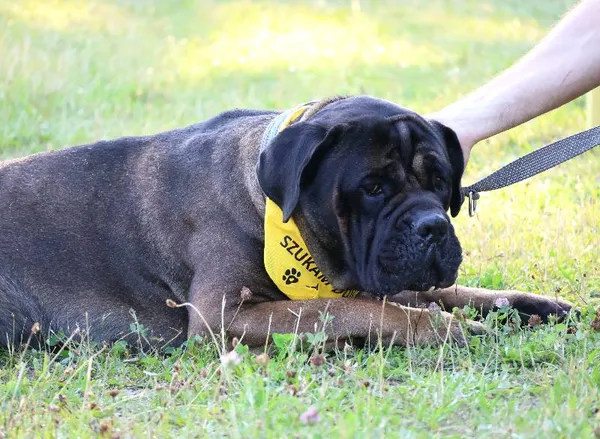 Znaleziono psa, Łódź, 22 czerwca 2025 (5/5)