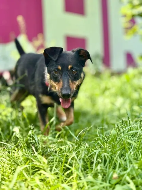 Pies do adopcji, Piła, 8 maja 2025 (5/5)