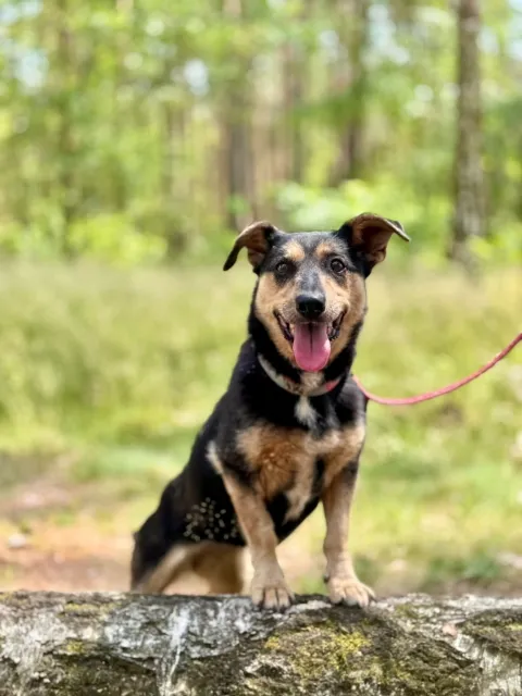 Pies do adopcji, Piła, 8 maja 2025 (5/5)