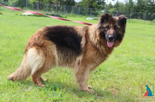 Pies do adopcji, Grudziądz, 9 czerwca 2025