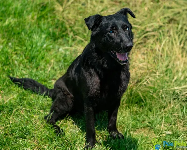 Znaleziono psa, Racławice, 22 czerwca 2025 (1/5)