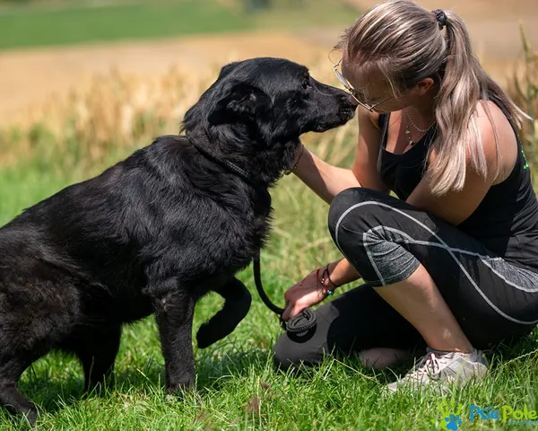 Znaleziono psa, Racławice, 22 czerwca 2025 (3/5)