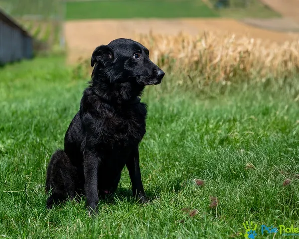 Znaleziono psa, Racławice, 22 czerwca 2025 (4/5)