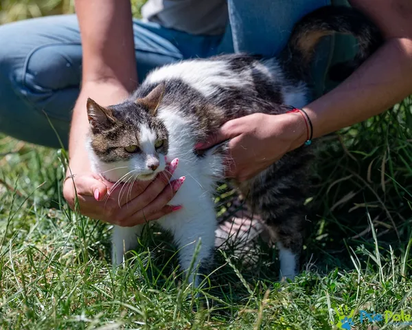 Znaleziono kota, Racławice, 20 czerwca 2025 (1/5)