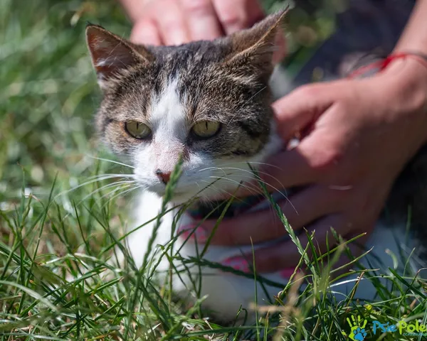 Znaleziono kota, Racławice, 20 czerwca 2025 (2/5)