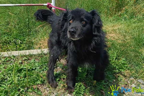 Znaleziono psa, Racławice, 20 czerwca 2025 (1/5)