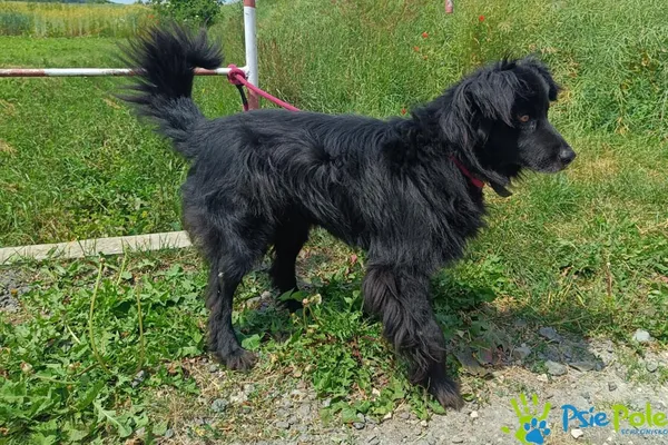 Znaleziono psa, Racławice, 20 czerwca 2025 (2/5)