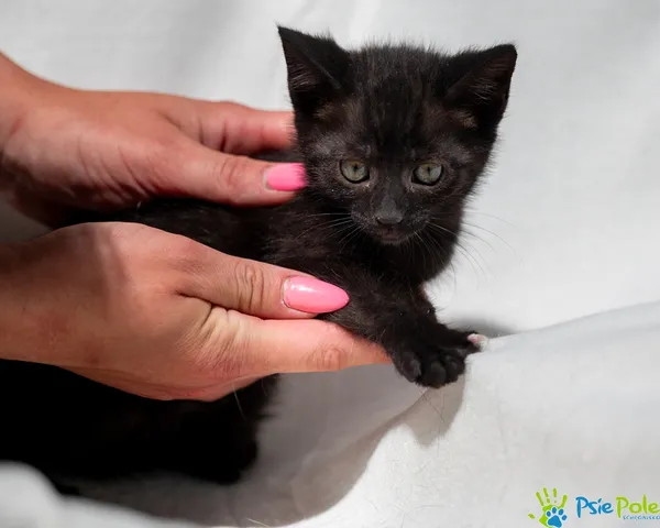 Znaleziono kota, Racławice, 18 czerwca 2025 (2/4)