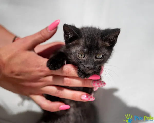 Znaleziono kota, Racławice, 18 czerwca 2025 (3/4)