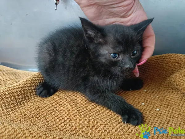 Znaleziono kota, Racławice, 18 czerwca 2025 (4/4)