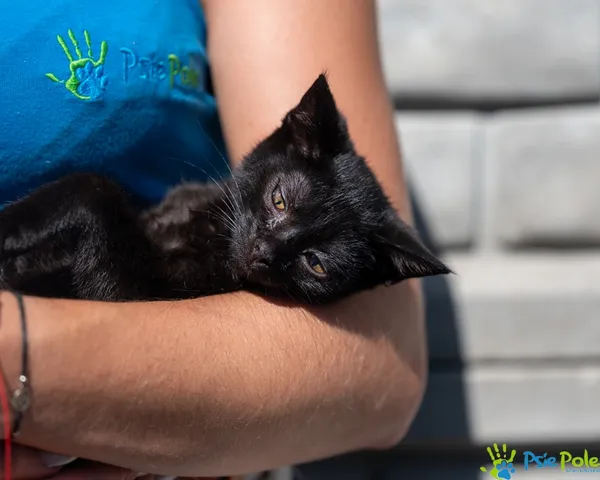 Znaleziono kota, Racławice, 18 czerwca 2025 (3/5)