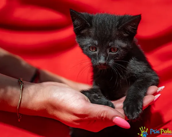 Znaleziono kota, Racławice, 18 czerwca 2025 (3/5)