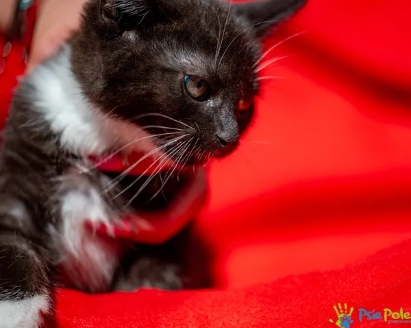 Znaleziono kota, Racławice, 18 czerwca 2025 (4/5)