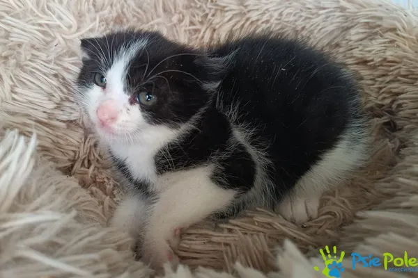 Znaleziono kota, Racławice, 18 czerwca 2025 (1/2)