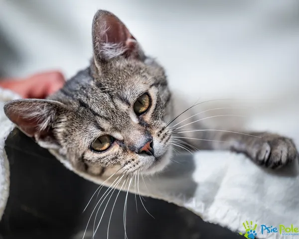 Znaleziono kota, Racławice, 17 czerwca 2025 (1/5)