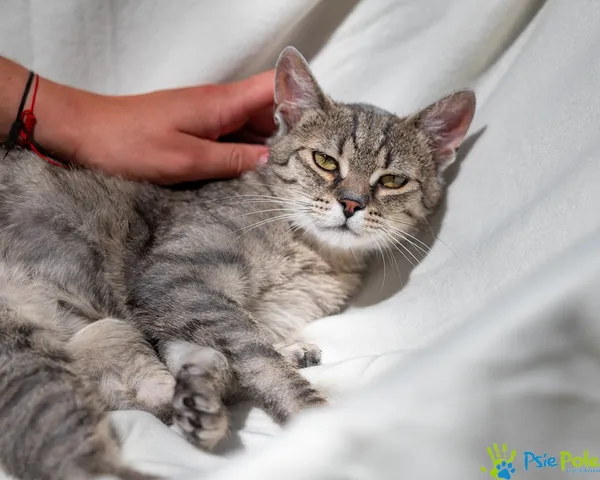 Znaleziono kota, Racławice, 17 czerwca 2025 (5/5)