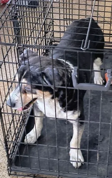 Znaleziono psa, Radom, 20 czerwca 2025