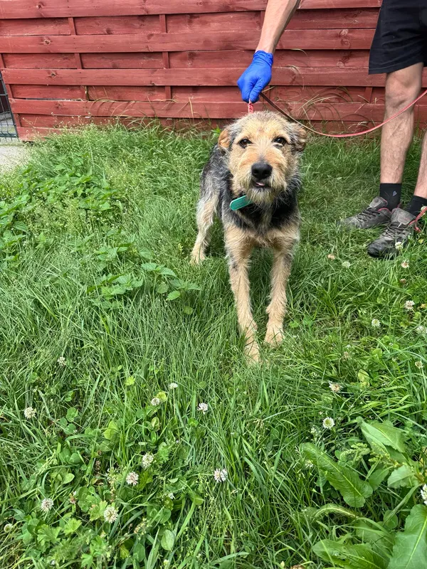 Znaleziono psa, Czartki, 23 czerwca 2025