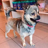 Znaleziono psa, Siedlce, 22 czerwca 2025