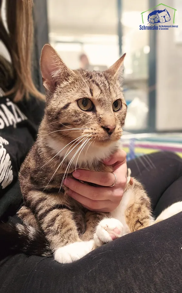 Znaleziono kota, Szczecin, 22 czerwca 2025 (2/3)