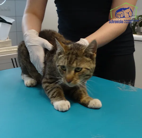 Znaleziono kota, Szczecin, 22 czerwca 2025 (3/3)