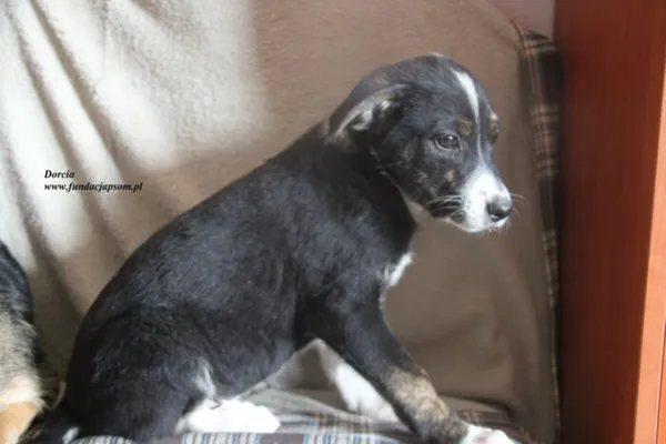 Pies do adopcji, Nowy Dwór Mazowiecki, 23 czerwca 2025 (2/3)