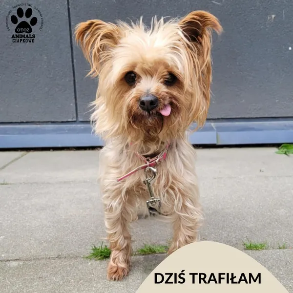 Znaleziono psa, Gdynia, 17 czerwca 2025