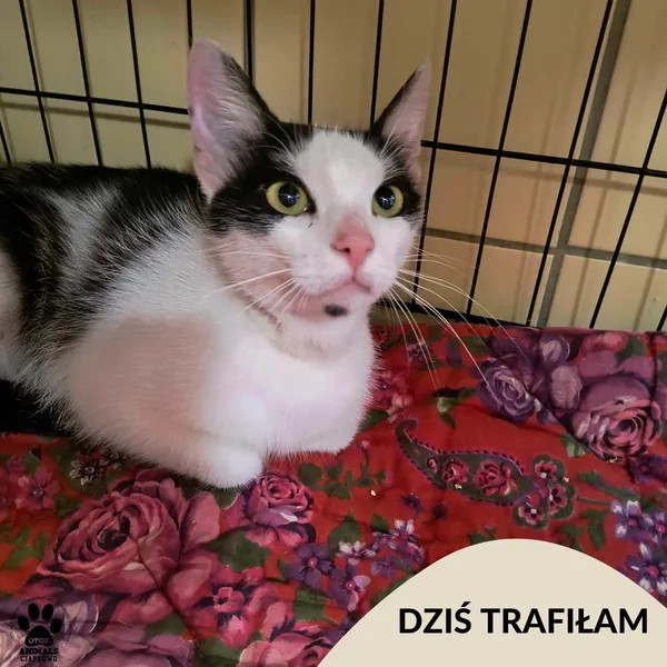 Znaleziono kota, Gdynia, 16 czerwca 2025