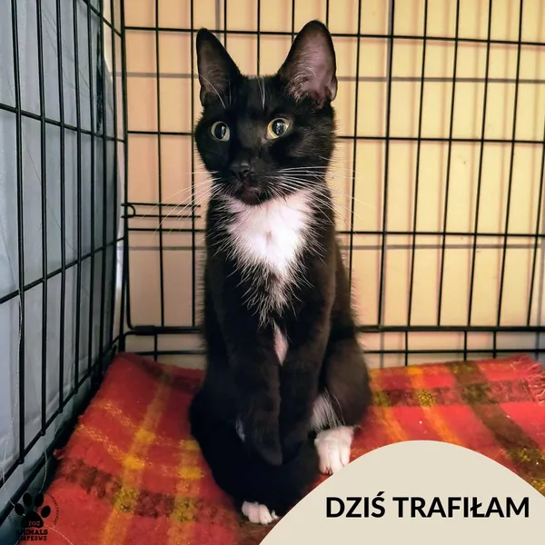 Znaleziono kota, Gdynia, 14 czerwca 2025