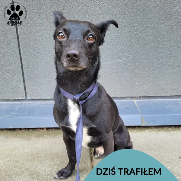 Znaleziono psa, Gdynia, 11 czerwca 2025