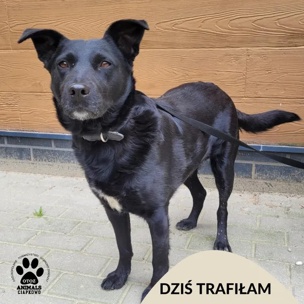 Znaleziono psa, Gdynia, 10 czerwca 2025