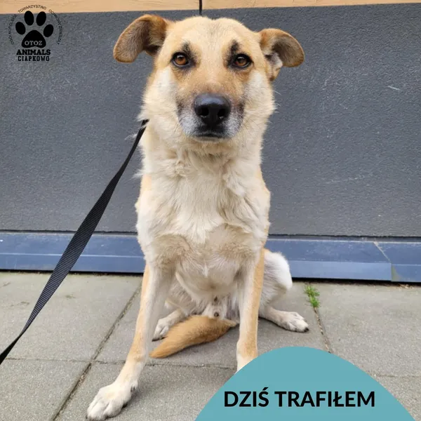 Znaleziono psa, Gdynia, 9 czerwca 2025