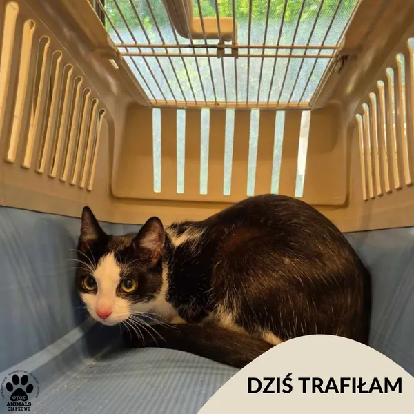 Znaleziono kota, Gdynia, 7 czerwca 2025