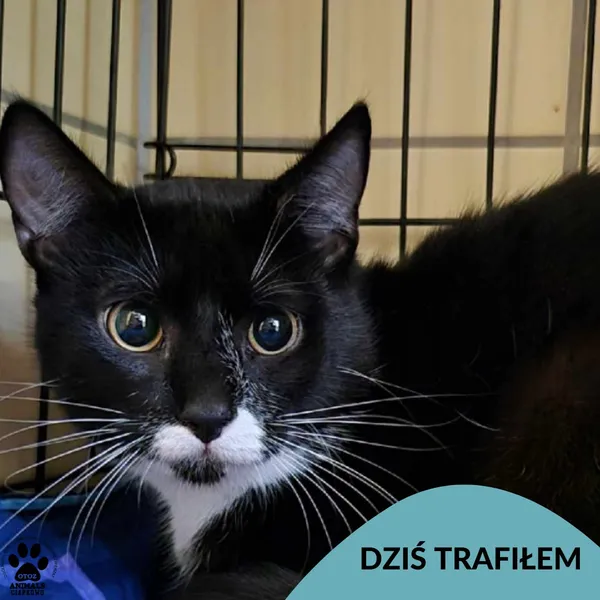 Znaleziono kota, Gdynia, 8 czerwca 2025