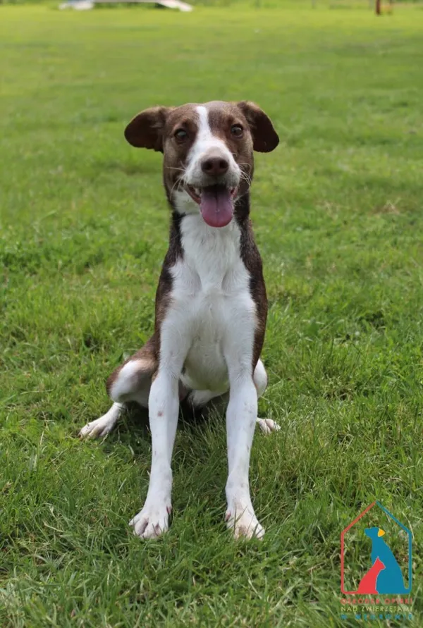 Pies do adopcji, Grudziądz, 4 czerwca 2025