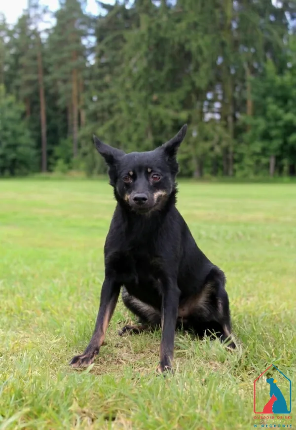 Pies do adopcji, Grudziądz, 29 maja 2025 (3/5)