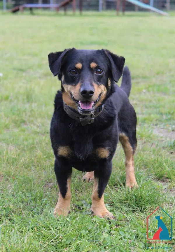 Pies do adopcji, Grudziądz, 21 maja 2025