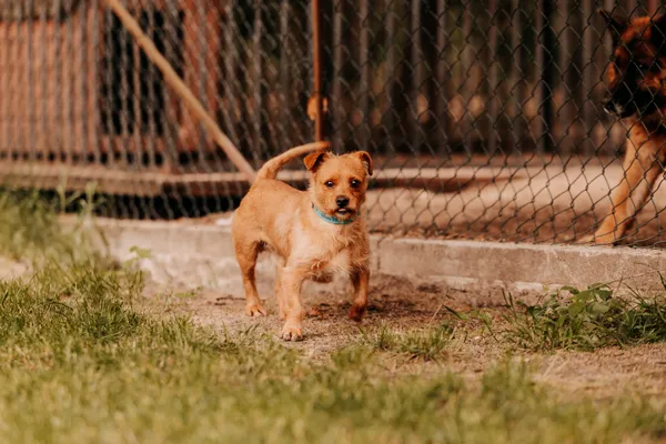 Pies do adopcji, Czartki, 23 czerwca 2025 (1/5)