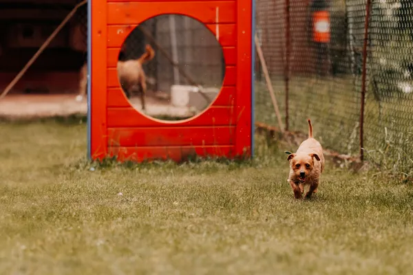 Pies do adopcji, Czartki, 23 czerwca 2025 (2/5)