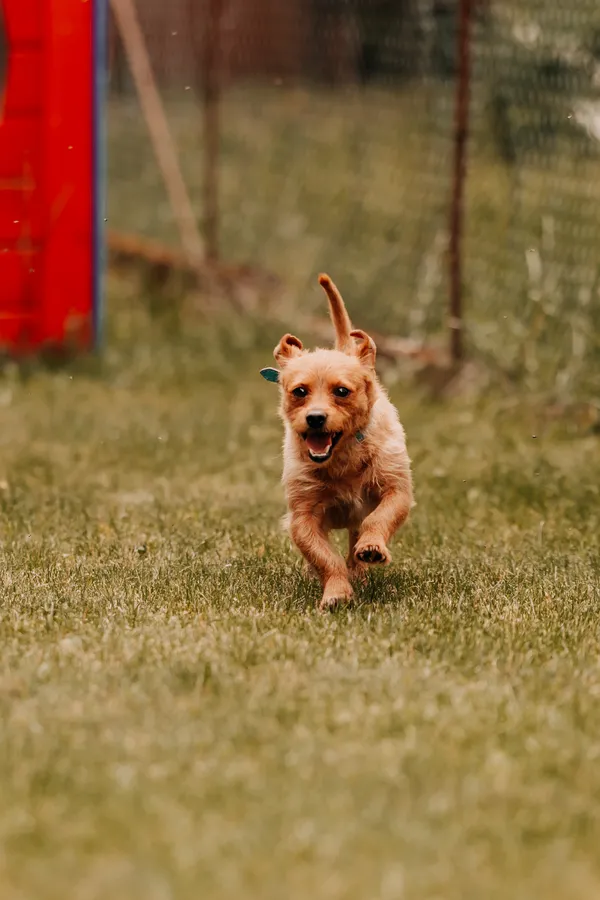 Pies do adopcji, Czartki, 23 czerwca 2025 (3/5)