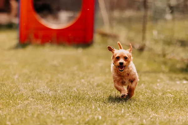 Pies do adopcji, Czartki, 23 czerwca 2025 (4/5)