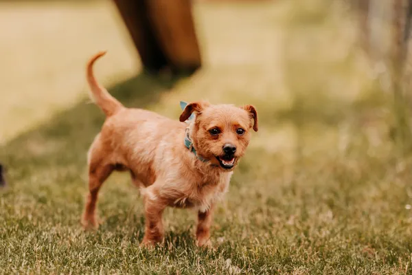 Pies do adopcji, Czartki, 23 czerwca 2025 (5/5)