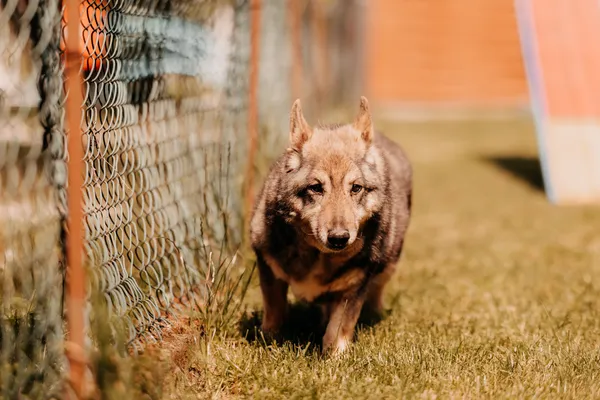 Pies do adopcji, Czartki, 23 czerwca 2025 (4/5)