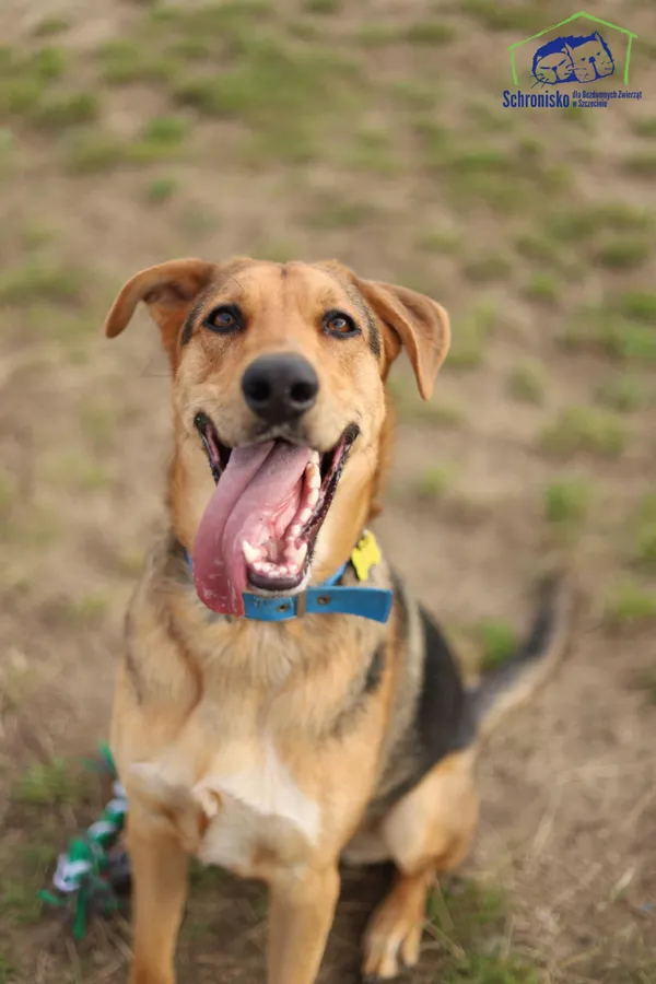 Znaleziono psa, Szczecin, 21 czerwca 2025 (2/4)