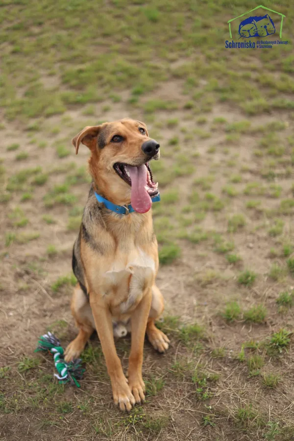 Znaleziono psa, Szczecin, 21 czerwca 2025 (3/4)