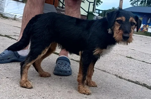 Znaleziono psa, Pieckowo, 23 czerwca 2025 (1/2)