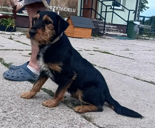 Znaleziono psa, Pieckowo, 23 czerwca 2025 (2/2)